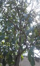 Fresh hass avocado