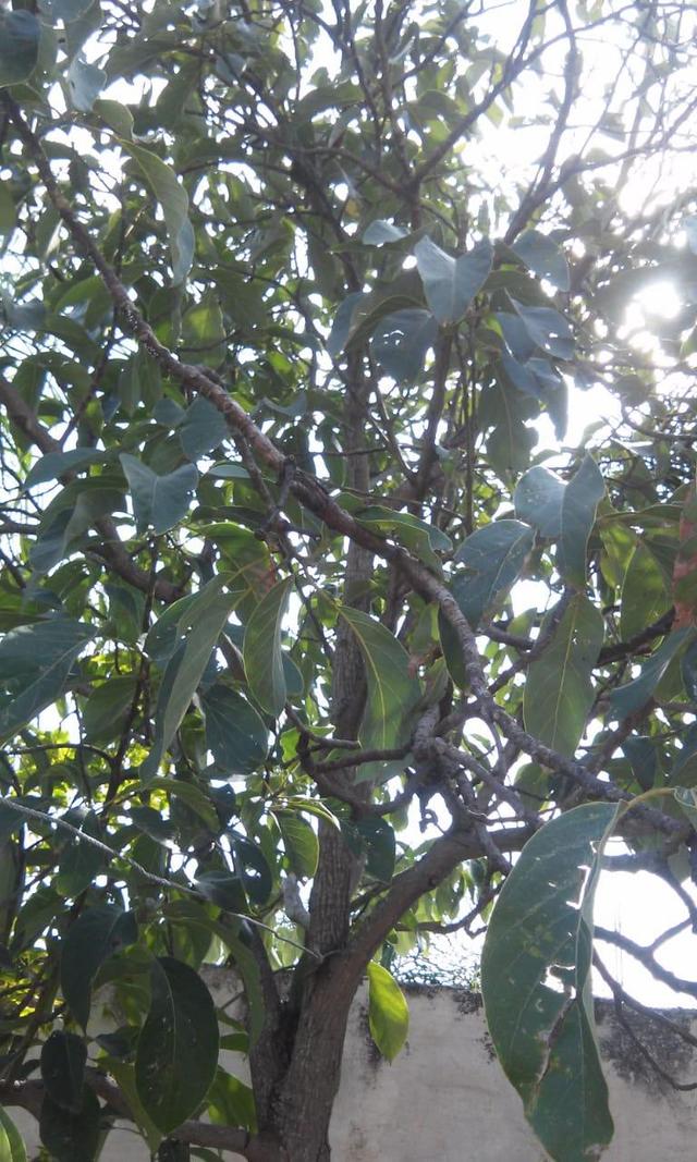 Fresh hass avocado