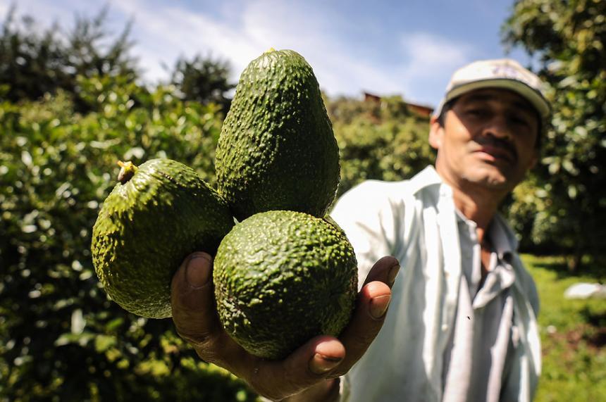 Fresh Hass Avocado