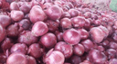 Onion