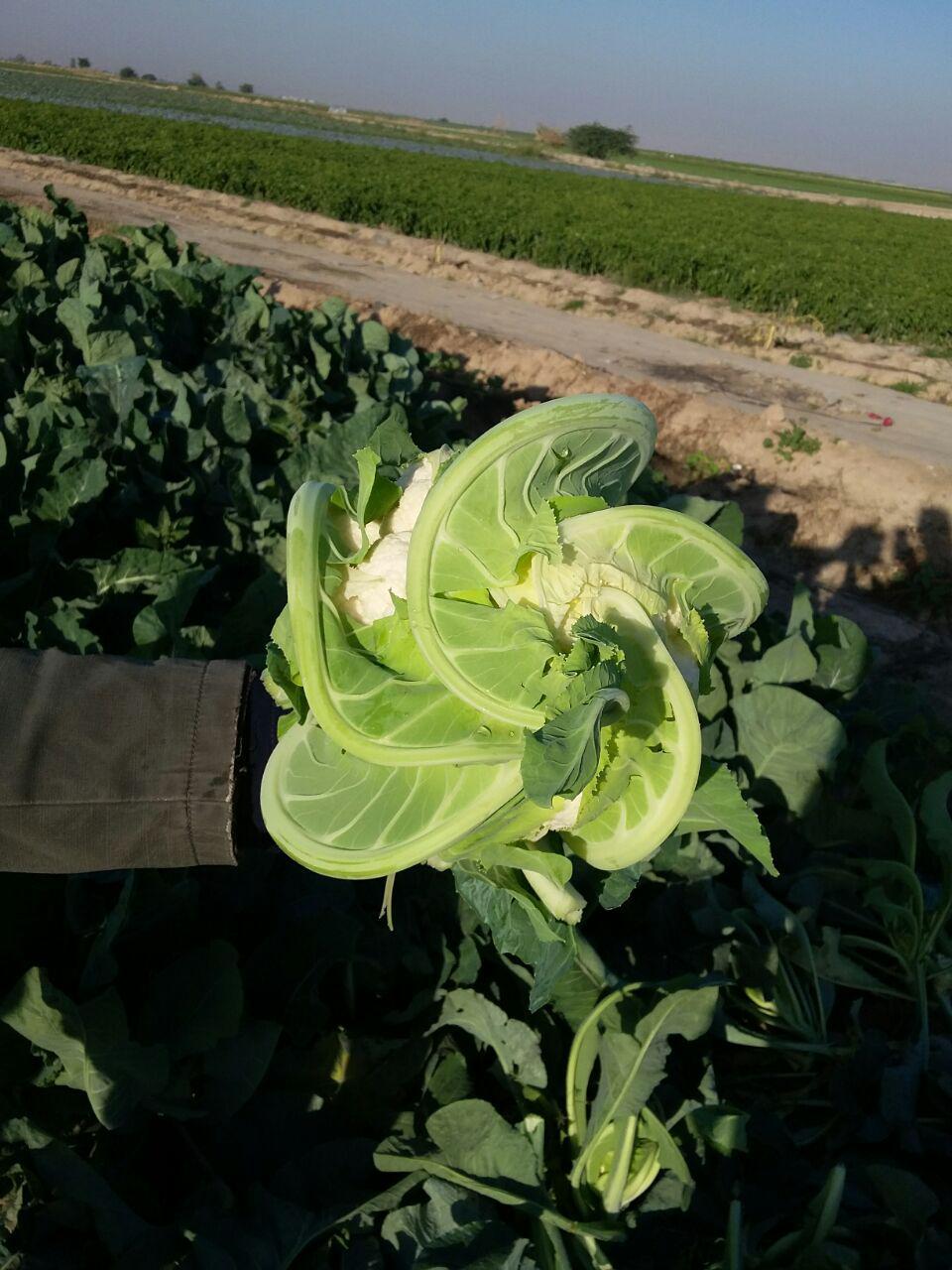 Fresh Cauliflower