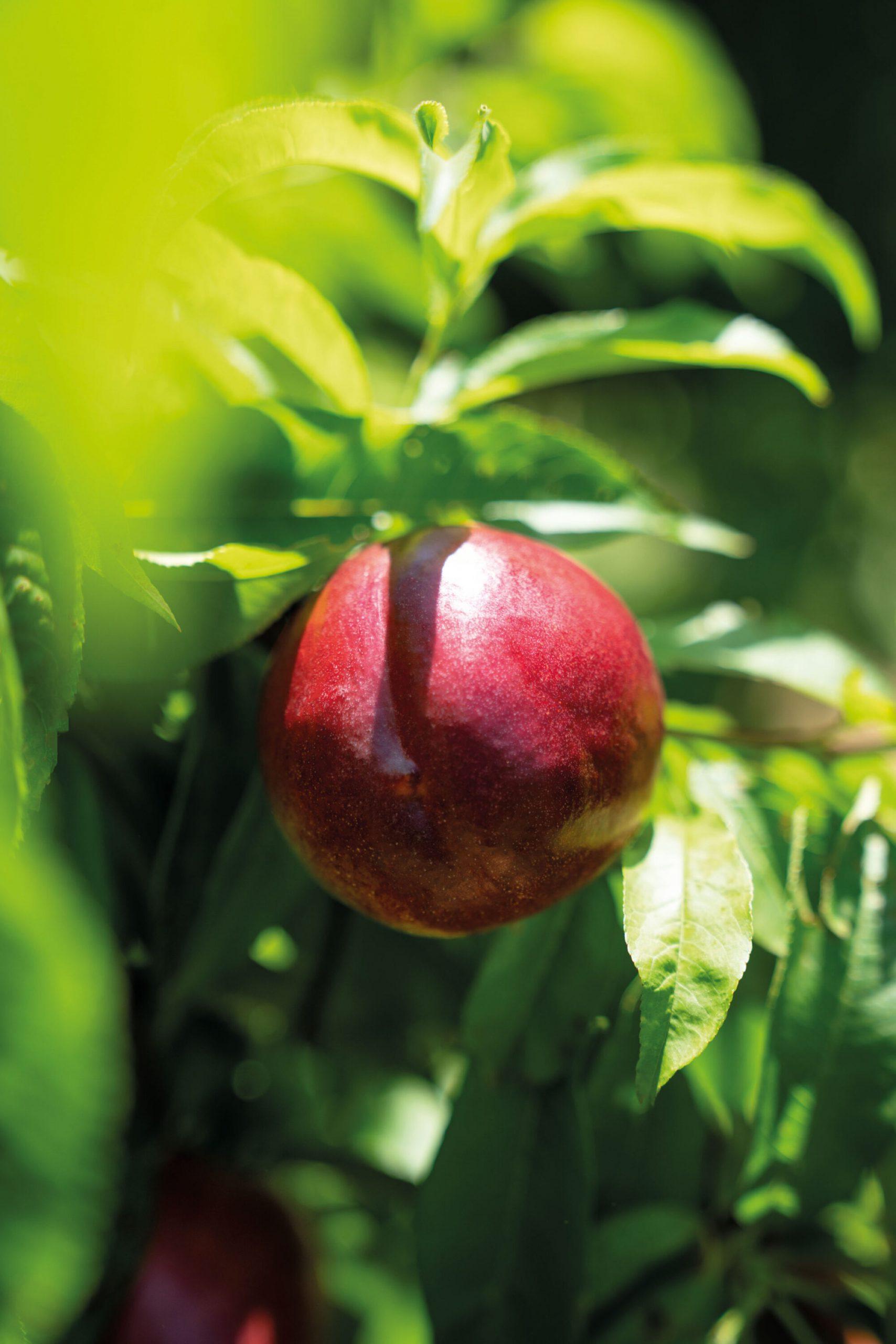 Nectarine