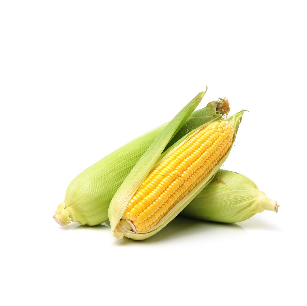 Maize (Corn)