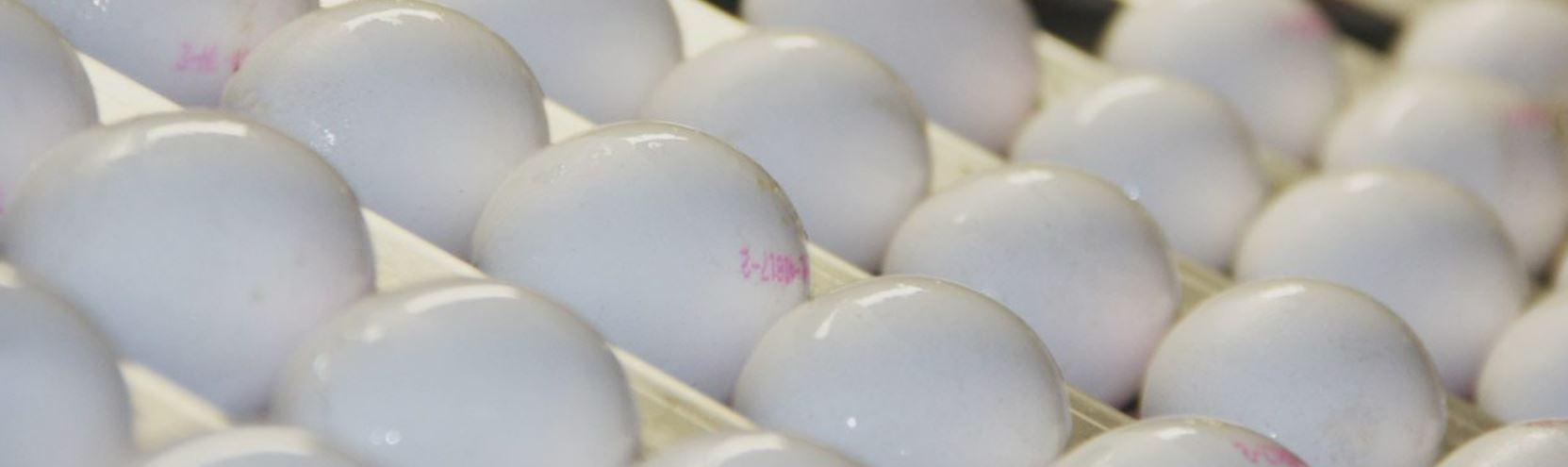 Chicken Egg