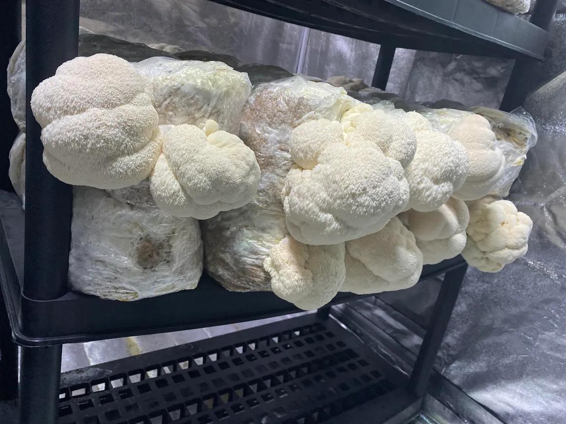 Lion's Mane Mushrooms