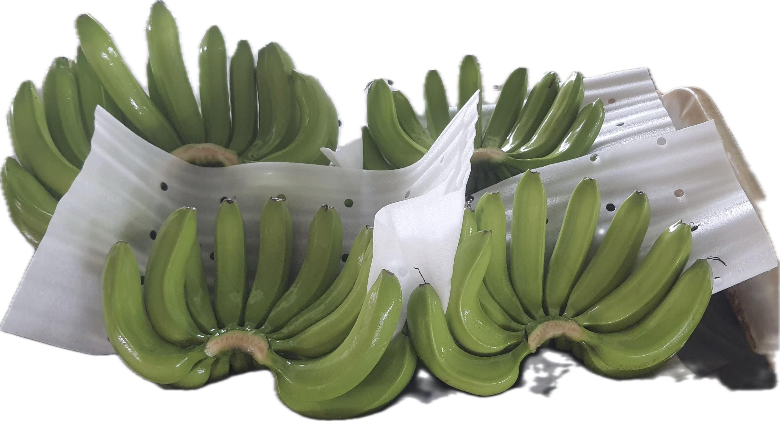 FRESH GREEN BANANA