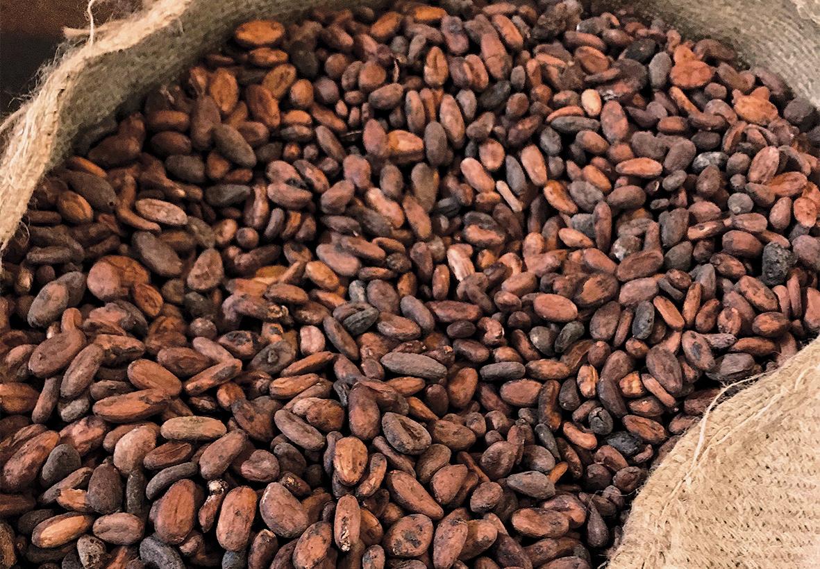 Cocoa beans