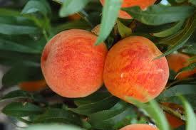 Catherina Peach