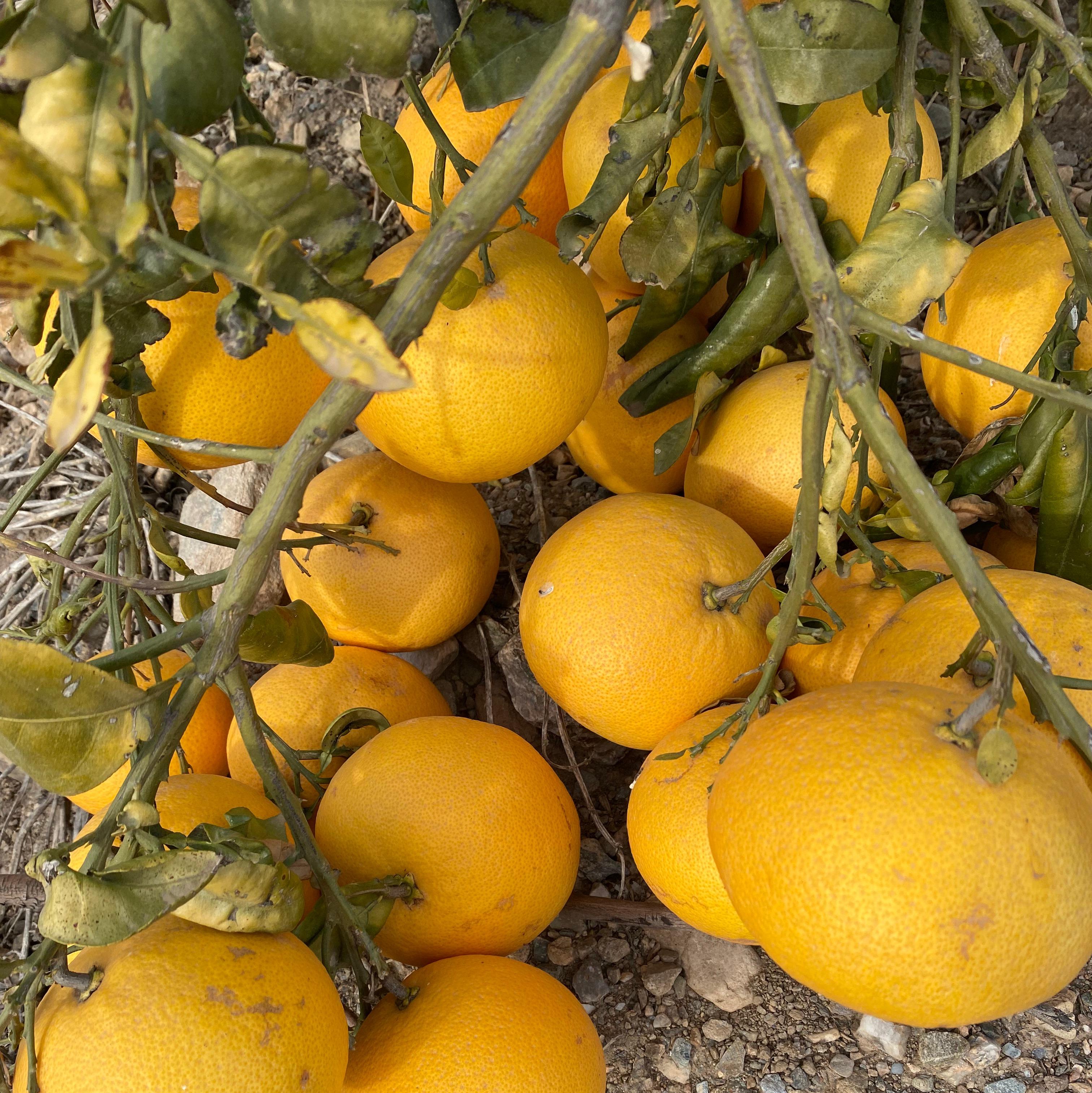 Citrus Fruits - Lemons, Oranges and Grapefruit