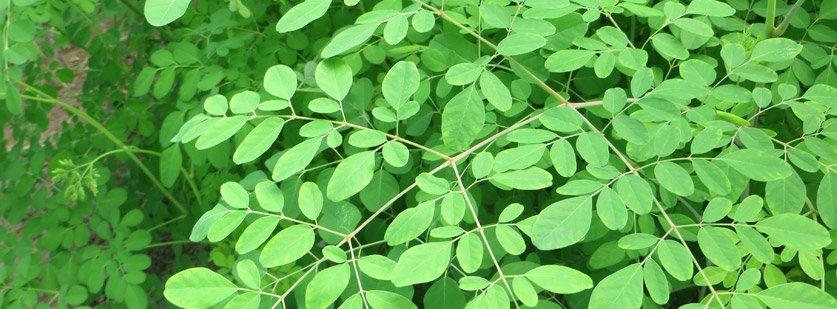 Moringa Leaves