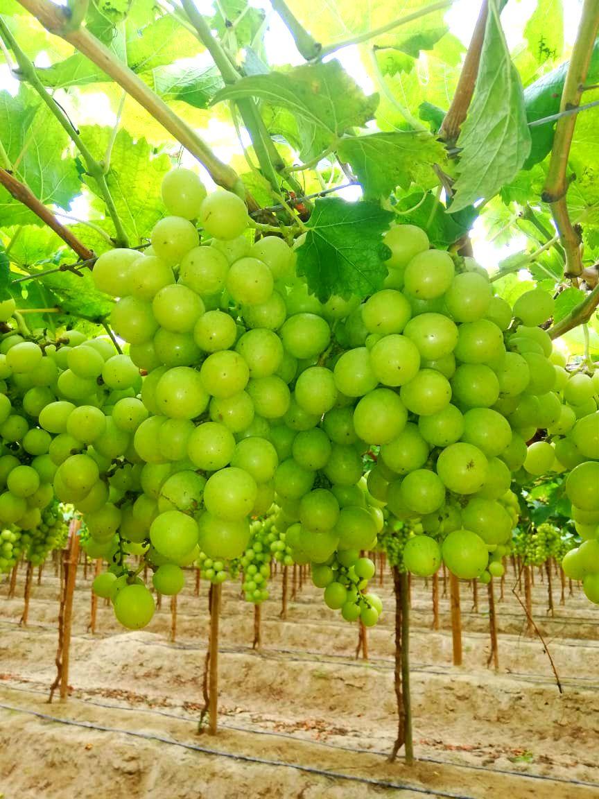 Grapes