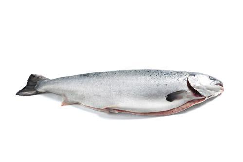 Salmon