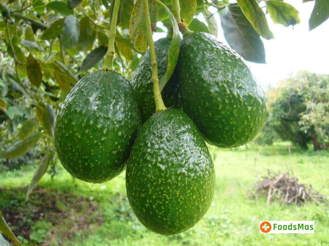 Fresh Avocado – Colombia