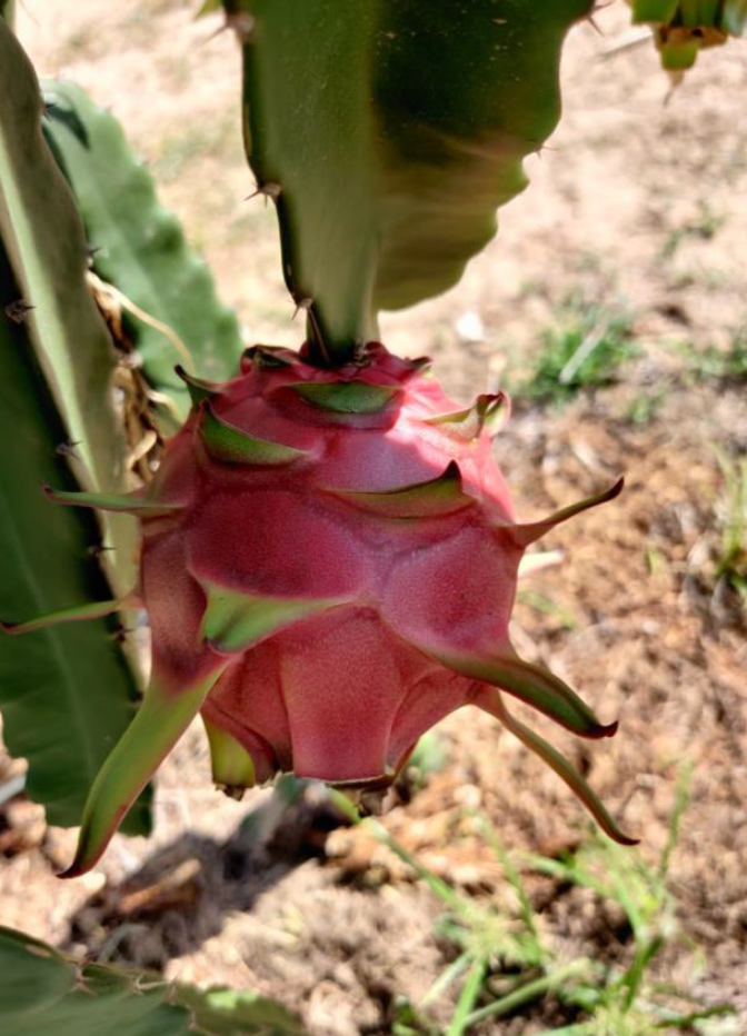 PITAYA DRAGON FRUIT