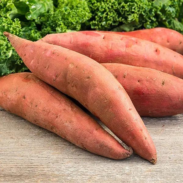 Sweet Potato