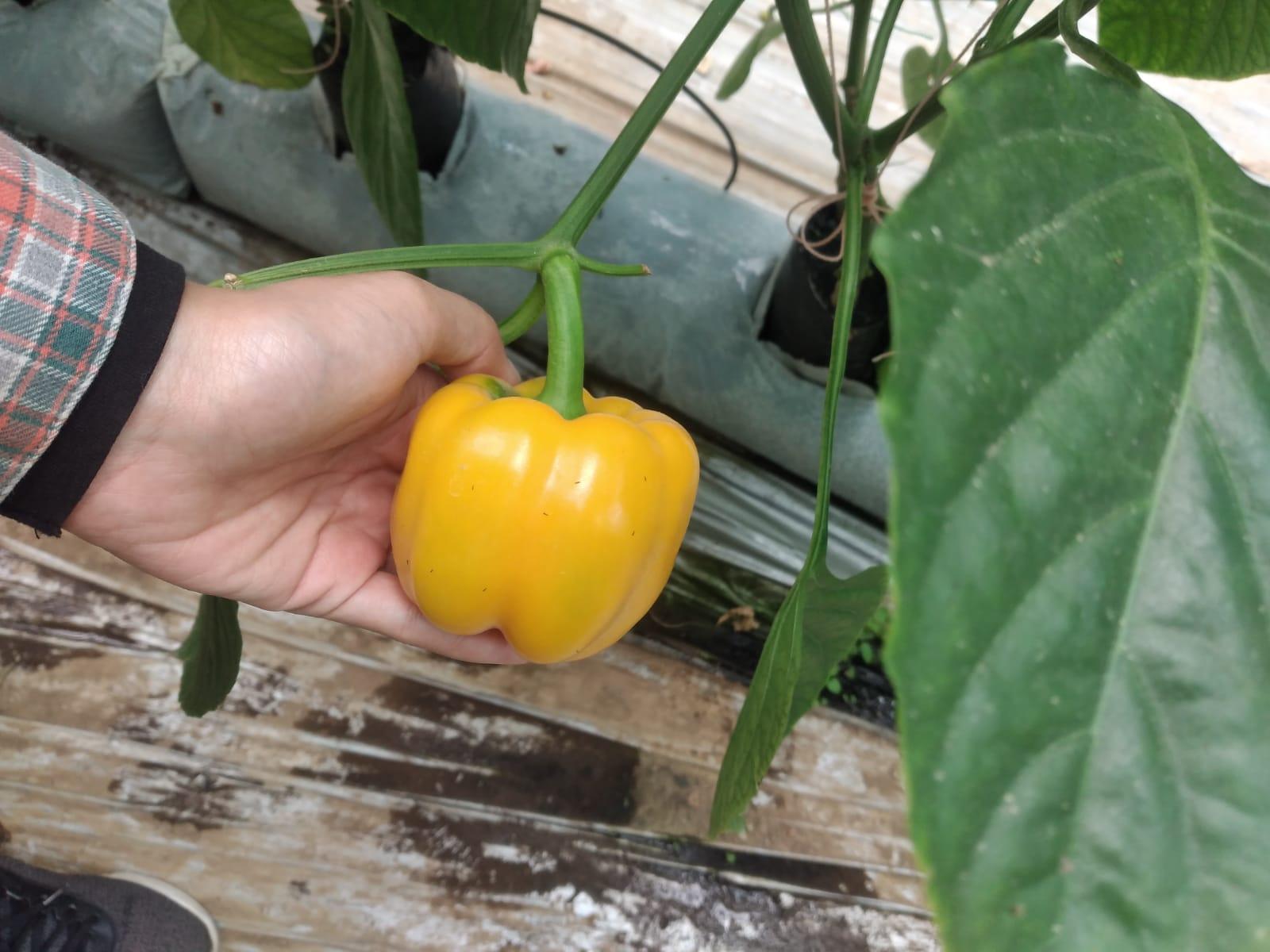 Fresh Paprika / Bellpepper