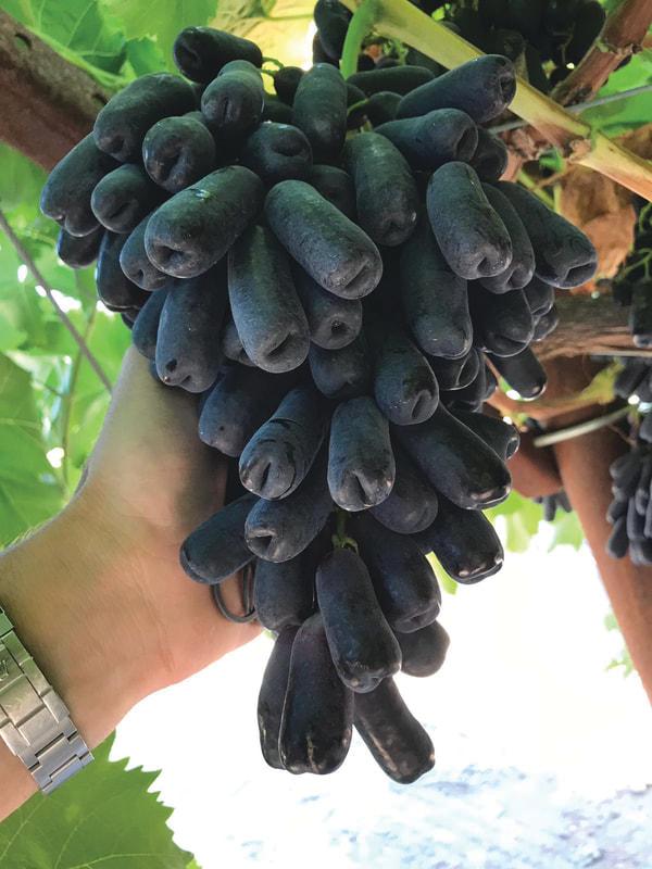 Grapes