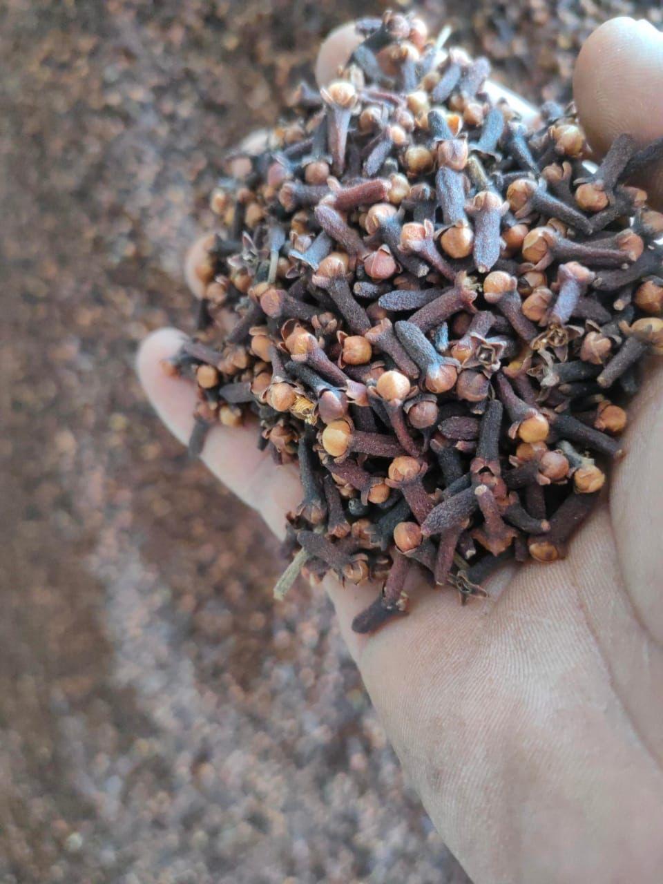 Clove