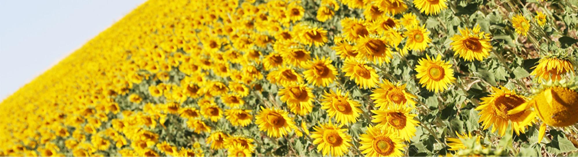 Sunflower Oil