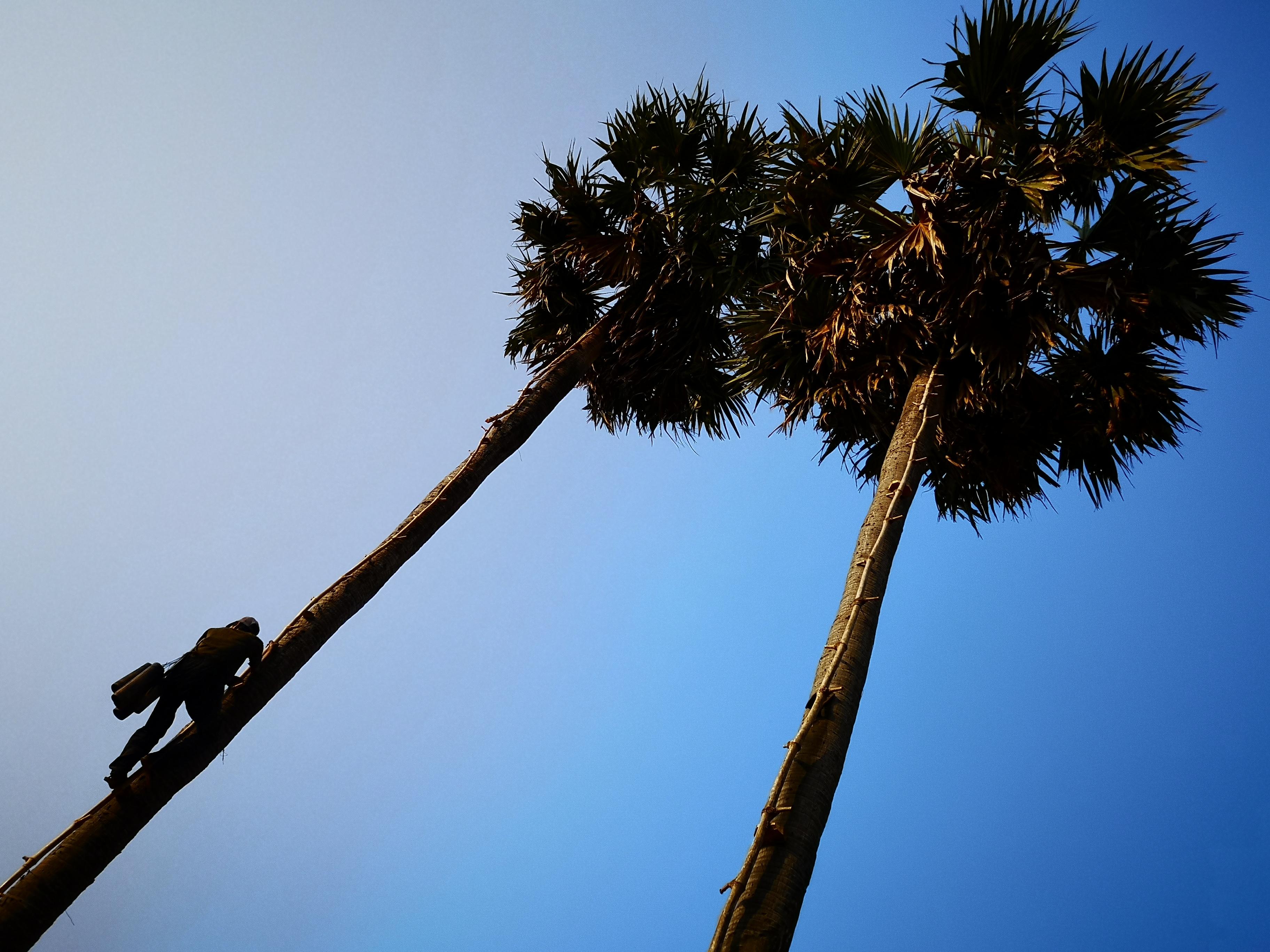 Palmyra blossom sugar
