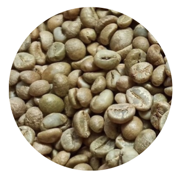 Vietnam Organic Coffee Green Bean - Robusta