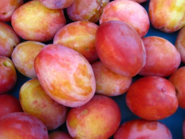 Plum - Reine Victoria