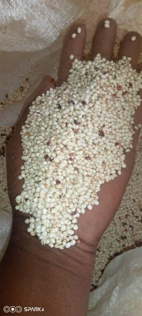 sorghum