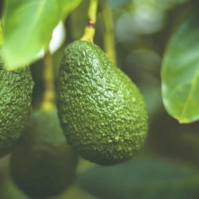 Avocado