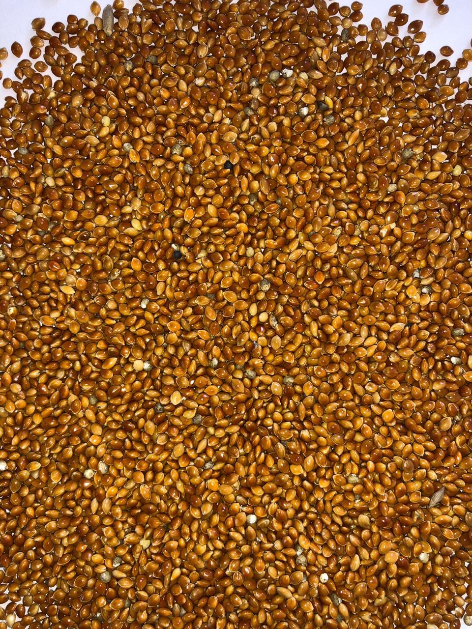 Yellow/Red millet