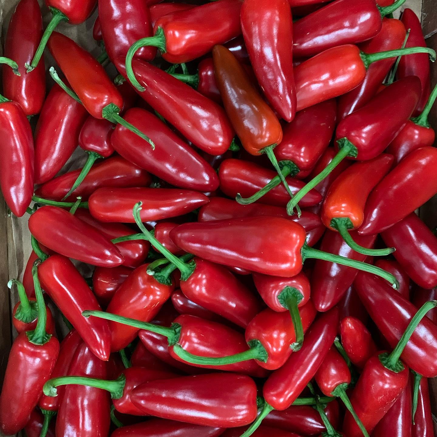 Chili Pepper