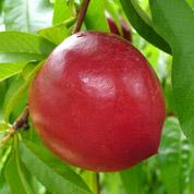 Nectarine