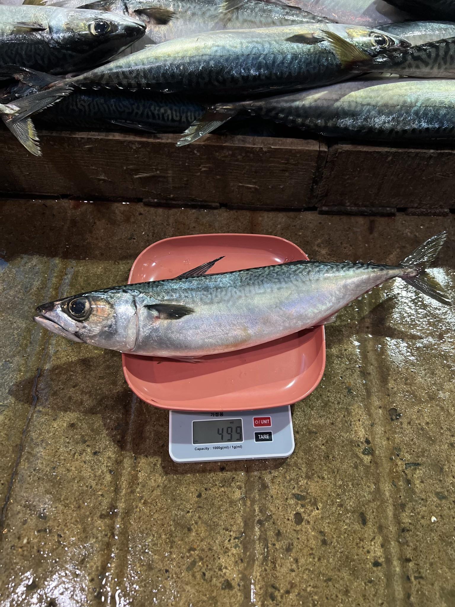 Mackerel from South Korea