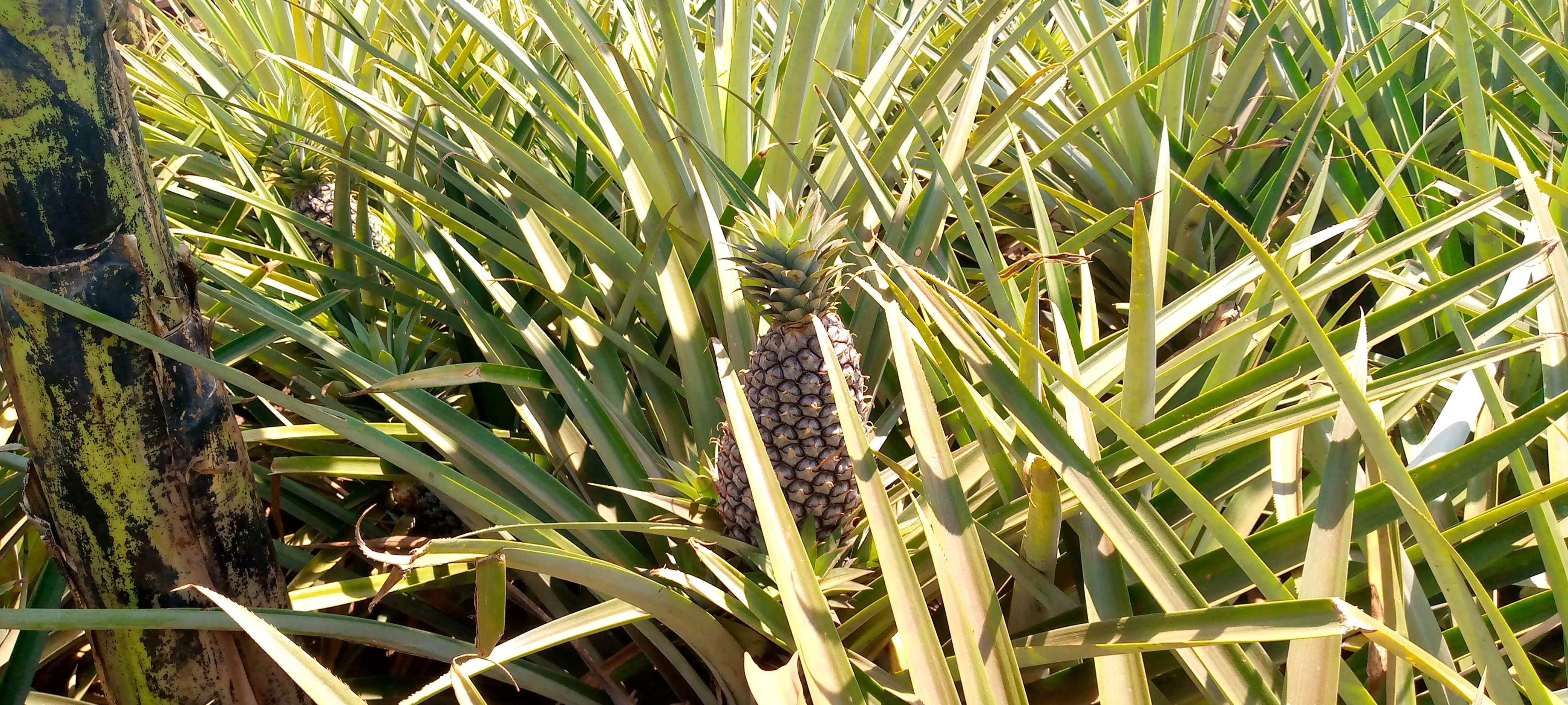 Highland Bananas (Matooke)