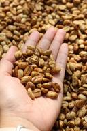 Arabica & Robusta Coffee Bean