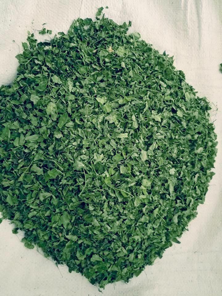 Moringa dry leaves