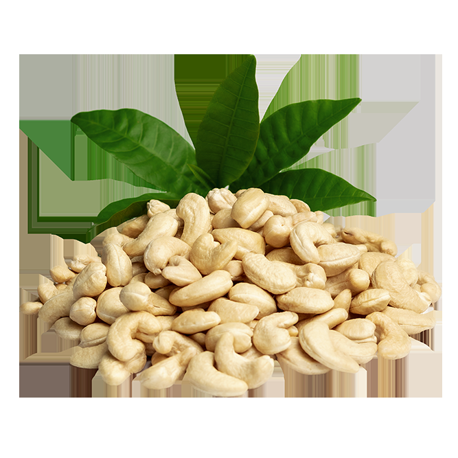 Cashew Nut Kernel