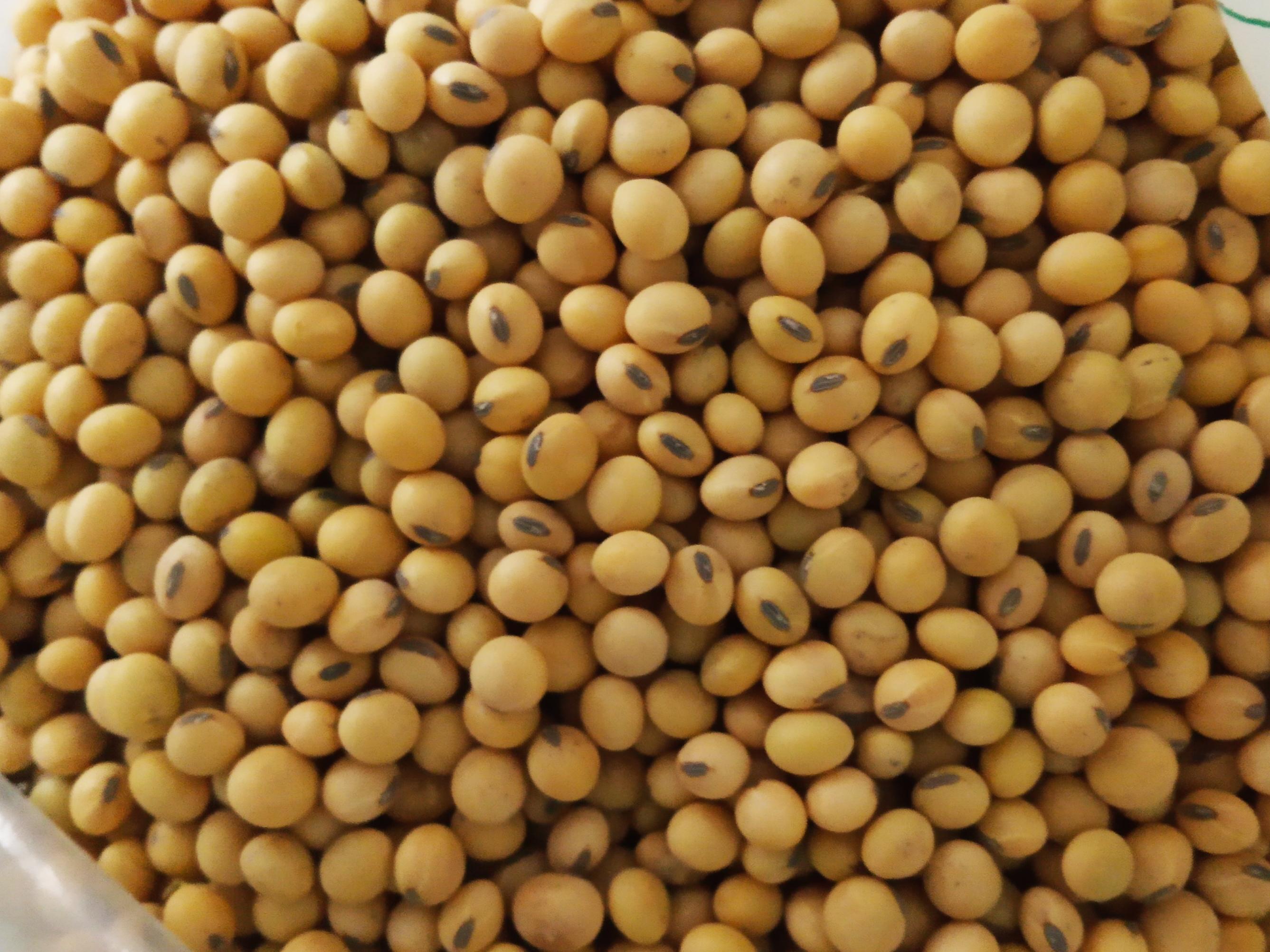 High Quality non-GMO Soybean