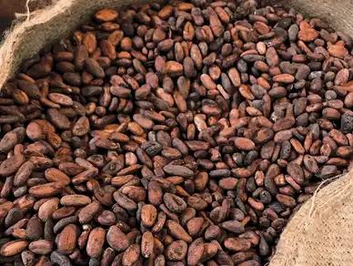 Cocoa Beans