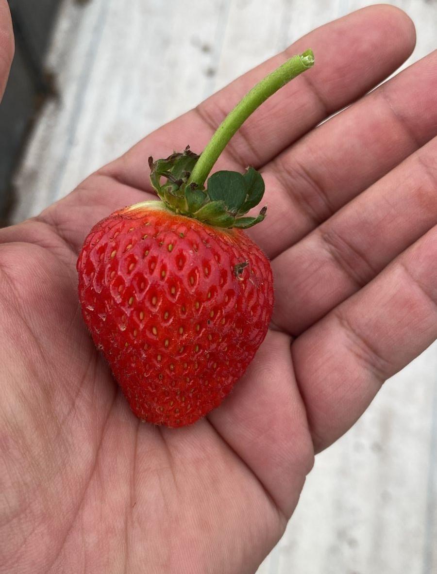 Strawberry