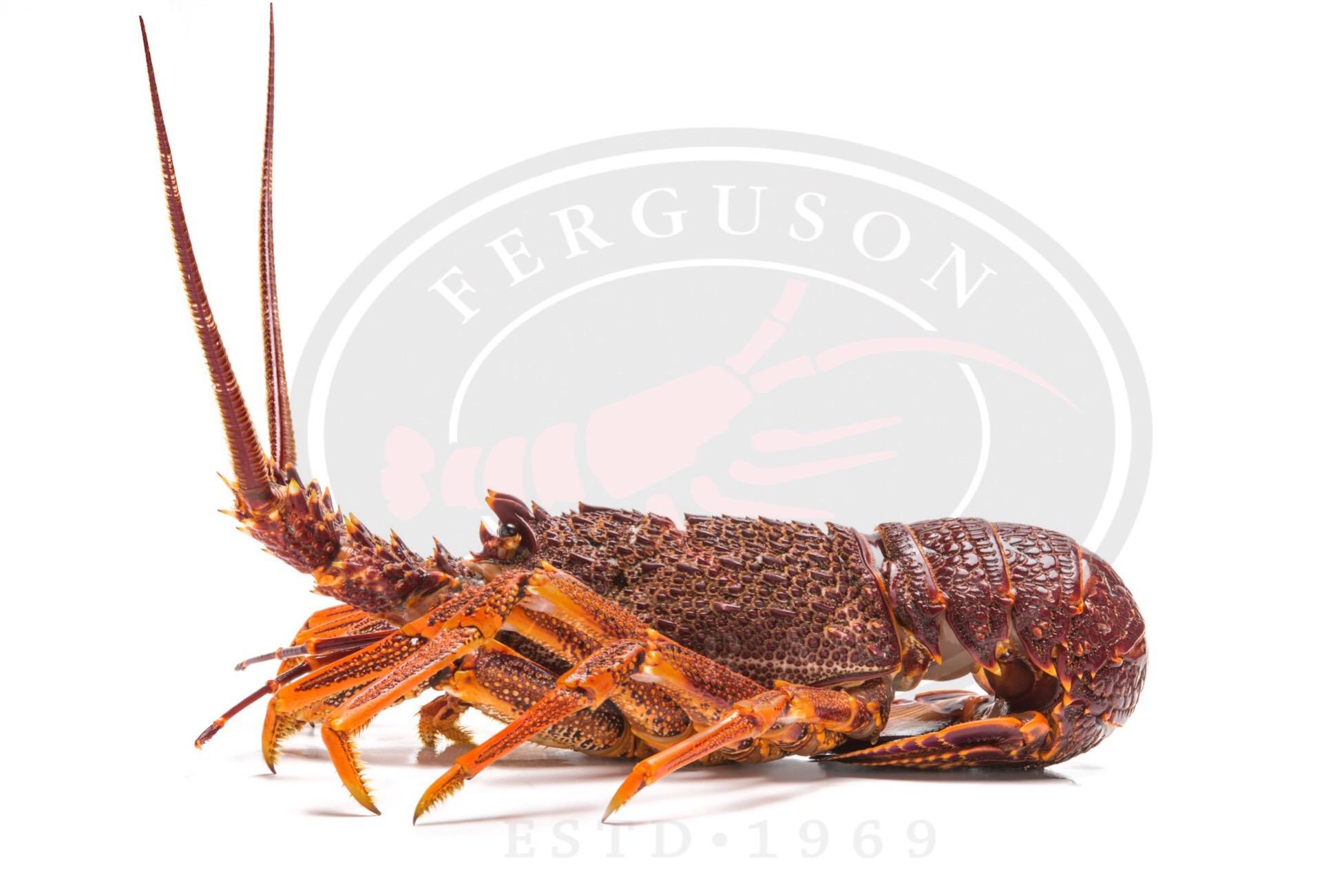 Frozen Whole Raw Southern Rock Lobster (Jasus edwardsii)