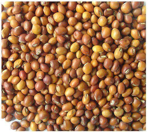 Pigeon Pea