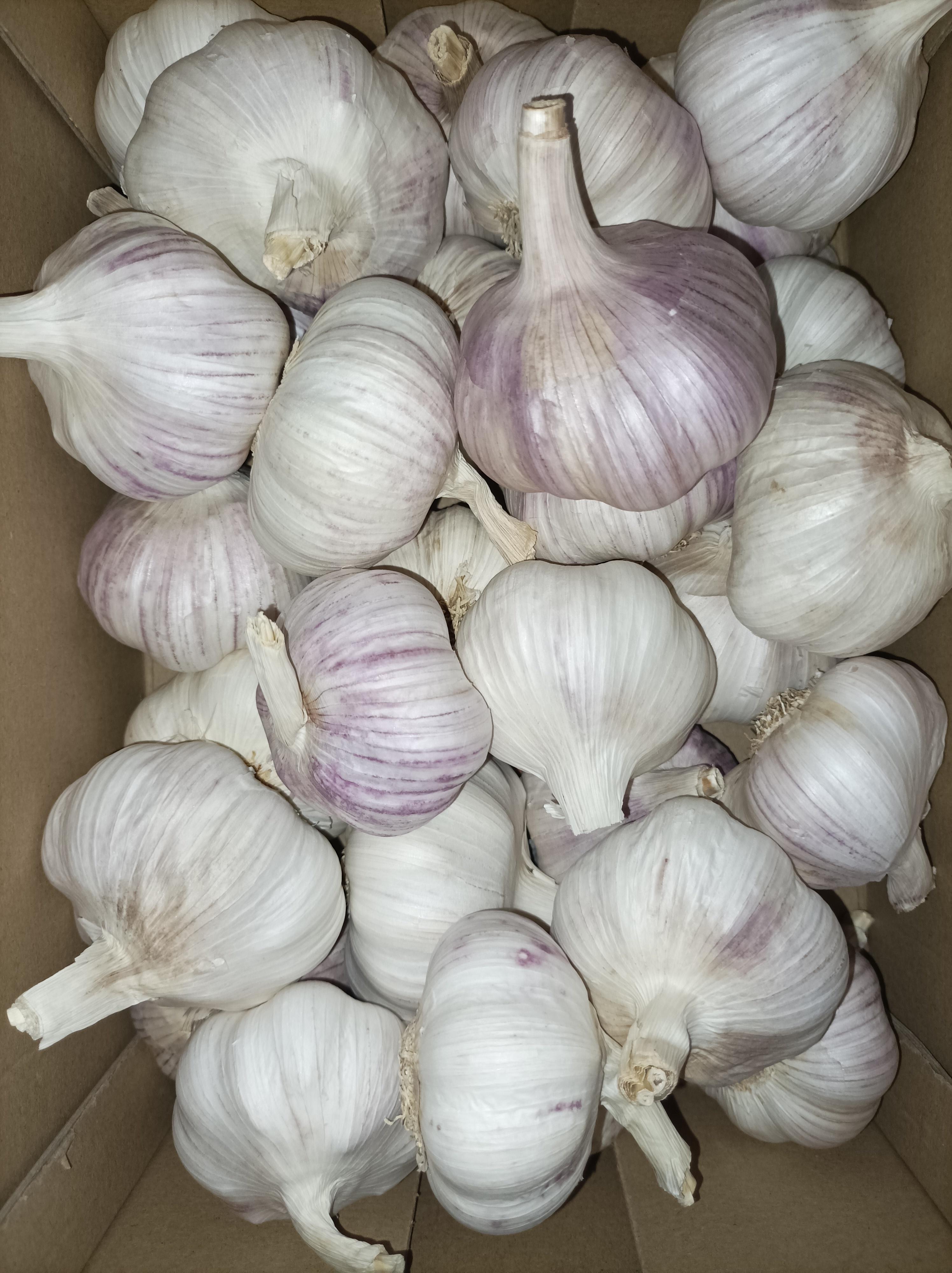 Garlic