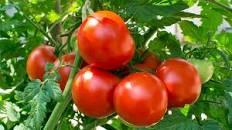 Tomatoes