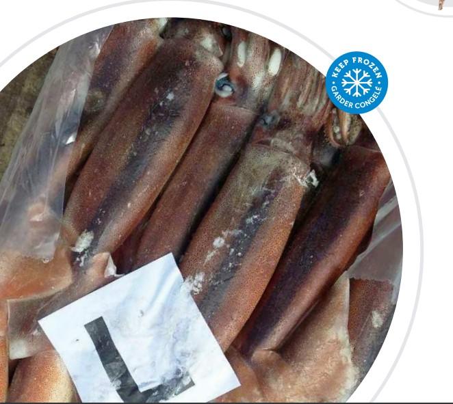 Fresh Argentine Shortfin Squid