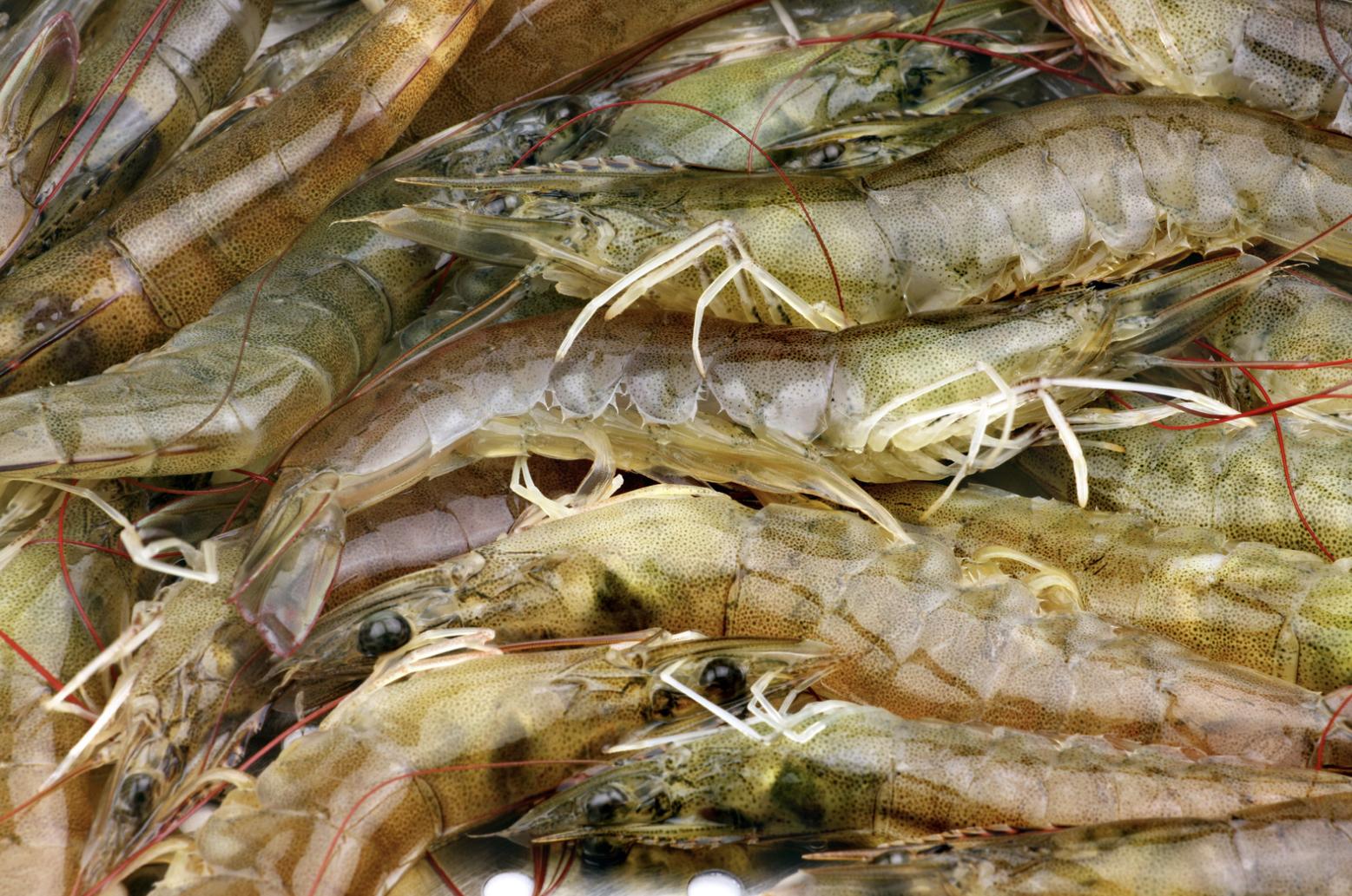 Shrimp