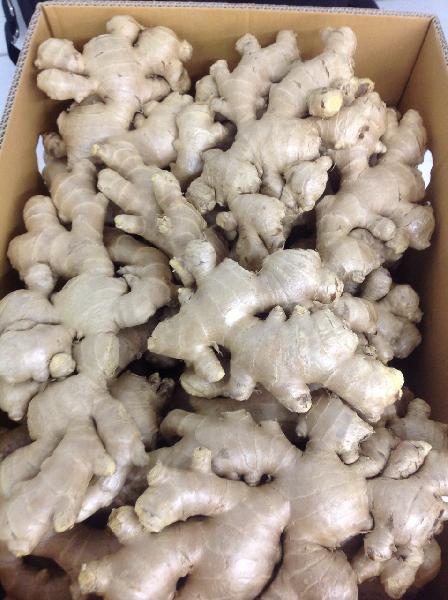 Fresh Elephant Ginger