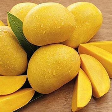 HIGH QUALITY CAT CHU VIETNAM MANGO IN VIETNAM COMPETITIVE PRICE 2024