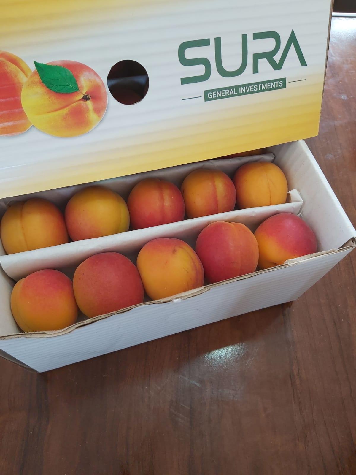 Fresh Apricot