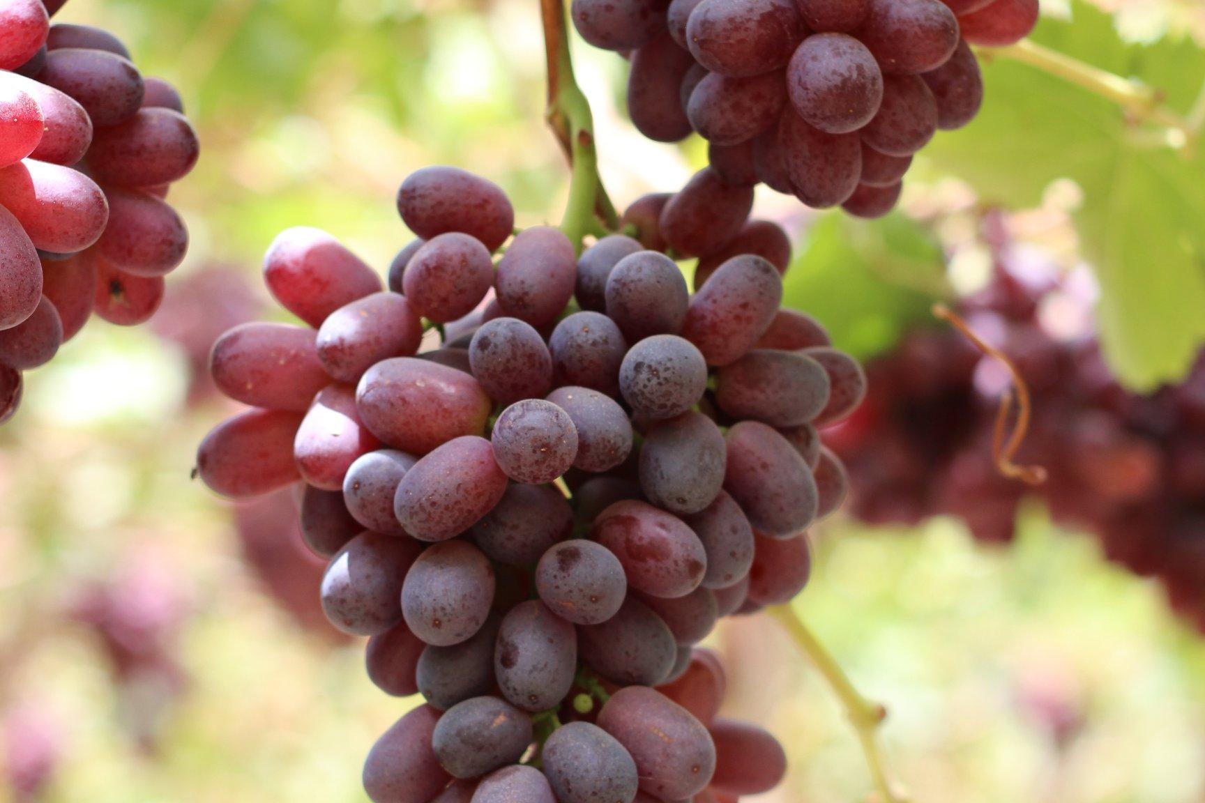 Grapes