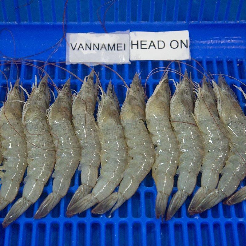 Shrimp